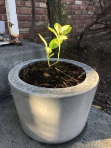 Concrete Flower pot