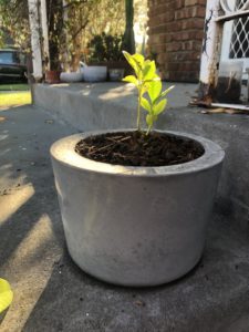 Concrete Flower pot