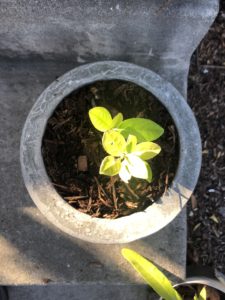 Concrete Flower pot